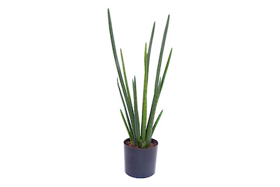 Image of Sansevieria cylindrica bei JUMBO
