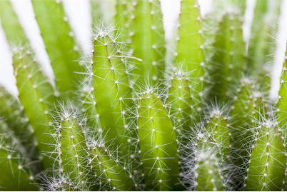Image of Drachenfrucht, Topfgrösse Ø10,5cm (Hylocereus undatus) bei JUMBO