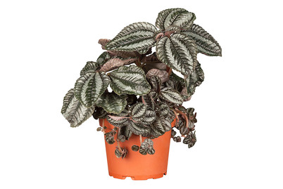Image of Kanonierblume, Topfgrösse Ø10,5cm (Pilea) bei JUMBO