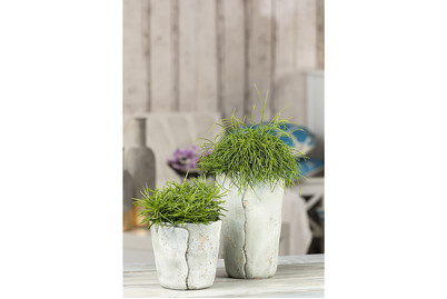 Image of Rutenkaktus, Topfgrösse Ø10,5cm (Rhipsalis baccifera subsp. baccifera) bei JUMBO