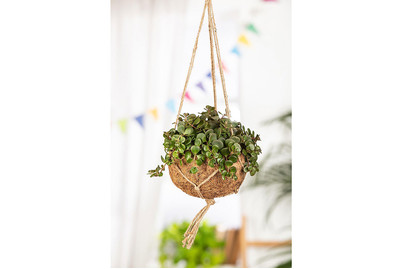 Image of Mauerpfeffer, Topfgrösse Ø10,5cm (Sedum makinoi) bei JUMBO