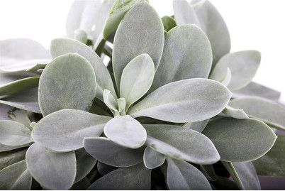 Image of Kreuzkraut, Topfgrösse Ø10,5cm (Senecio cephalophorus) bei JUMBO