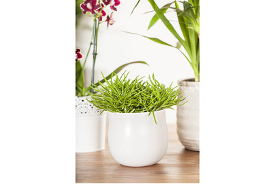 Image of Greiskraut, Topfgrösse Ø10,5cm (Senecio barbertonicus 'Himalaya') bei JUMBO