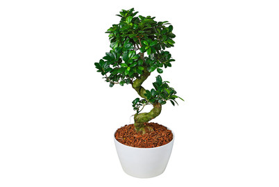 Image of Chinesische Feige 'Ginseng', Topfgrösse Ø30cm (Ficus microcarpa 'Ginseng') bei JUMBO