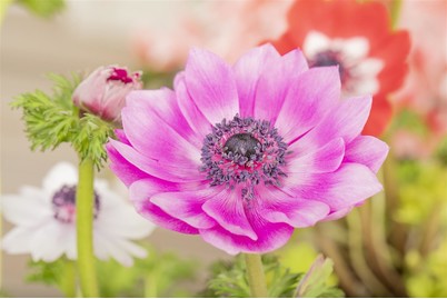 Image of Garten-Anemone(Anemone coronaria), Topfgrösse Ø14cm bei JUMBO
