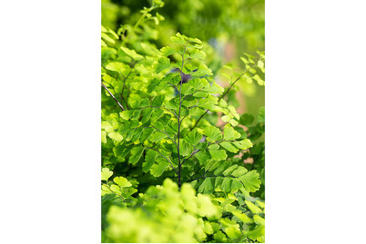 Image of Frauenhaarfarn, Topfgrösse Ø12cm (Adiantum) bei JUMBO