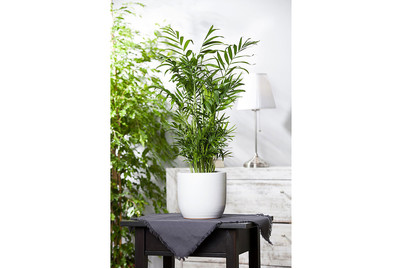Image of Mexikanische Bergpalme, Topfgrösse Ø12cm (Chamaedorea elegans) bei JUMBO