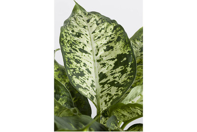 Image of Dieffenbachia, Topfgrösse Ø12cm (Dieffenbachia) bei JUMBO