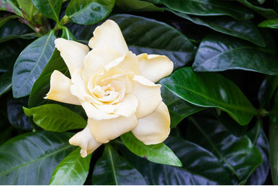 Image of Gardenie, Topfgrösse Ø13cm (Gardenia jasminoides) bei JUMBO