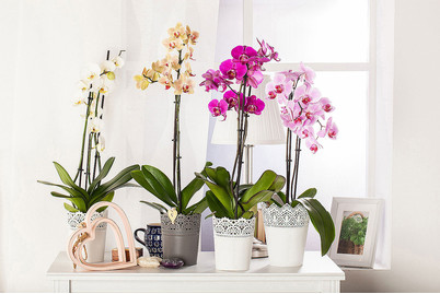 Image of Schmetterlingsorchidee, Topfgrösse Ø6/12cm (Phalaenopsis) bei JUMBO