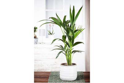 Image of Kentiapalme, Topfgrösse Ø27cm (Howea forsteriana) bei JUMBO