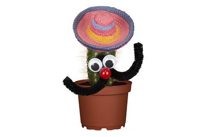 Image of Mexikaner-Kaktus, Topfgrösse Ø5.5cm (Cactus, mexicain) bei JUMBO
