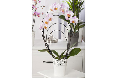 Image of Schmetterlingsorchidee, Topfgrösse Ø12cm (Phalaenopsis, lila) bei JUMBO