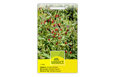 Image of Goji-Beere Shangai Express bei JUMBO