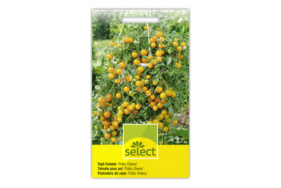 Image of Tomato Patio Cherry gelb bei JUMBO