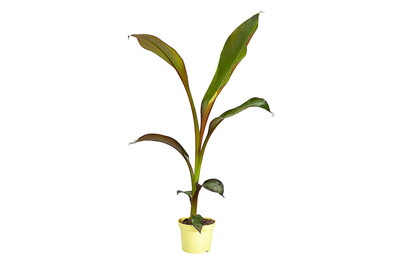 Image of Japanische Faserbanane, Topfgrösse Ø35cm (Musa basjoo) bei JUMBO