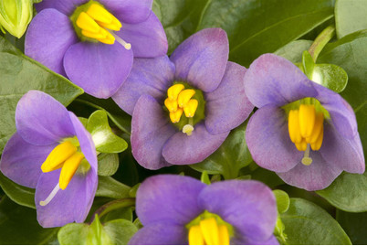 Image of Blaues Lieschen, Topfgrösse Ø10,5cm (Exacum affine) bei JUMBO