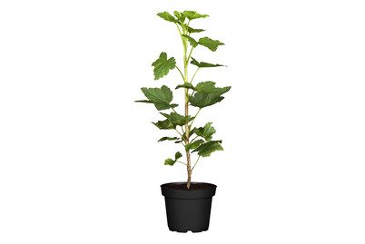 Image of Johannisbeere 'Jonkheer van Tets' (Ribes rubrum 'Jonkheer van Tets'), Topfgrösse Ø 17cm bei JUMBO