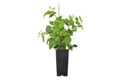 Image of Himbeere 'Malling Promise' (Rubus idaeus 'Malling Promise'), Topfgrösse Ø 17cm bei JUMBO