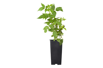 Image of Himbeere 'Heritage' (Rubus idaeus 'Heritage'), Topfgrösse Ø 17cm bei JUMBO