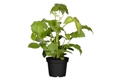 Image of Himbeere 'Black Jewel' (Rubus occidentalis 'Black Jewel'), Topfgrösse Ø 17cm bei JUMBO