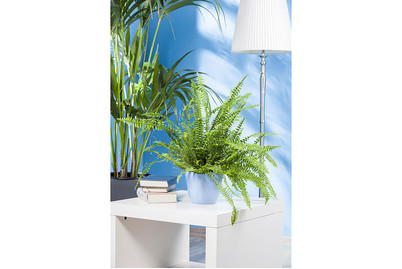 Image of Schwertfarn, Topfgrösse Ø26cm (Nephrolepis exaltata) bei JUMBO