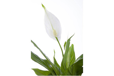 Image of Blattfahne, Topfgrösse Ø13cm (Spathiphyllum floribundum) bei JUMBO