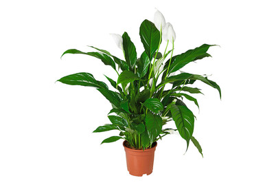 Image of Blattfahne, Topfgrösse Ø17cm (Spathiphyllum floribundum) bei JUMBO