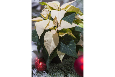 Image of Weihnachtsstern, Topfgrösse Ø13cm (Euphorbia pulcherrima, weiss) bei JUMBO