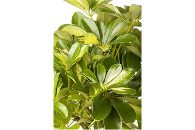 Image of Buntblättrige Strahlenaralie, Topfgrösse Ø24cm (Schefflera arboricola, bunt, Stamm) bei JUMBO