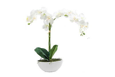 Image of Künstliche Orchidee in Keramikschale 65 cm weiss bei JUMBO