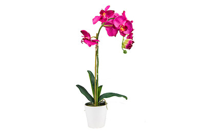 Image of Künstliche Orchidee in Topf 65 cm rot lila bei JUMBO