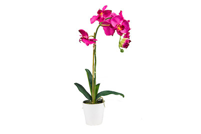 Image of Künstliche Orchidee in Topf 65 cm rot lila