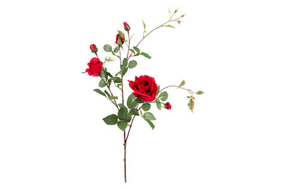 Image of Rose verzweigt 101 cm rot