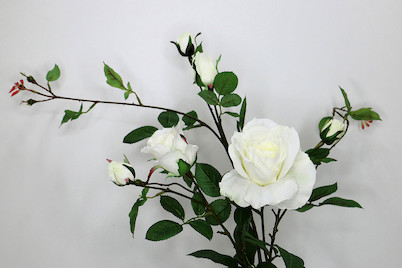 Image of Rose verzweigt 101 cm weiss bei JUMBO