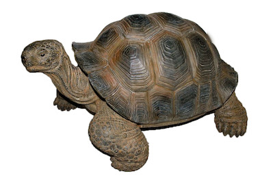 Image of Schildkröte Elvira bei JUMBO