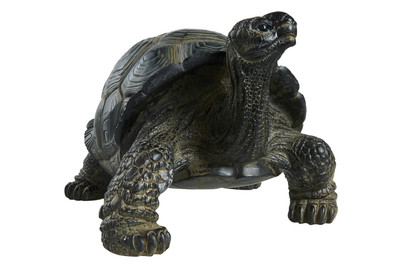 Image of Schildkröte Elimel bei JUMBO