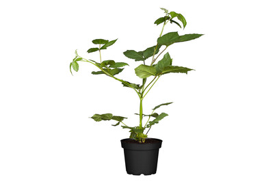 Image of Brombeere 'Black Satin' (Rubus fruticosus 'Black Satin'), Topfgrösse Ø 17cm bei JUMBO