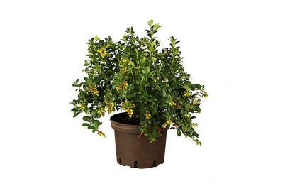 Image of Preiselbeere (Vaccinium vitis-idaea), Topfgrösse Ø 17cm bei JUMBO