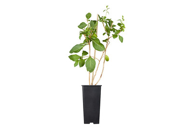 Image of Goji-Beere (Lycium barbarum), Topfgrösse Ø 17cm bei JUMBO