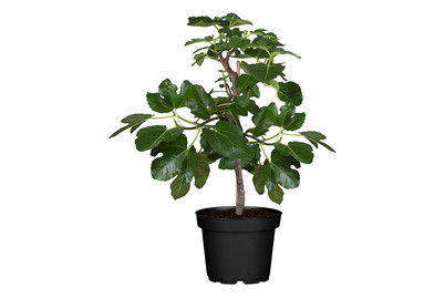 Image of Echte Feige (Ficus carica), Topfgrösse Ø 17cm bei JUMBO