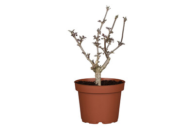 Image of Schwarzer Holunder 'Haschberg' (Sambucus nigra 'Haschberg'), Topfgrösse Ø 17cm bei JUMBO