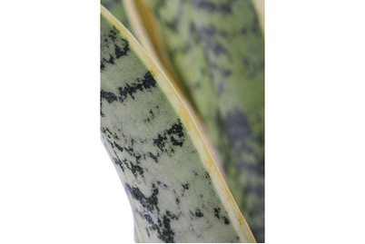 Image of Bogenhanf, Topfgrösse Ø23cm (Sansevieria trifasciata var. laurentii) bei JUMBO