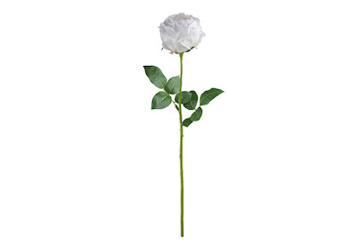 Image of Rose gross gefüllt 69 cm weiss