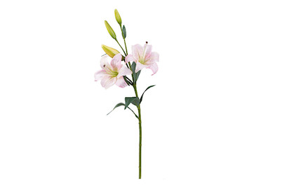 Image of Lilium rosa bei JUMBO
