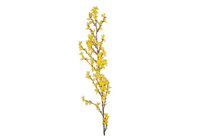 Image of Forsythia Zweig 127 cm gelb bei JUMBO