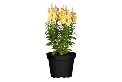 Image of Löwenmäulchen(Antirrhinum), Topfgrösse Ø14cm bei JUMBO