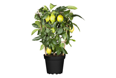 Image of Citrus Busch Zitrone Ø20cm bei JUMBO