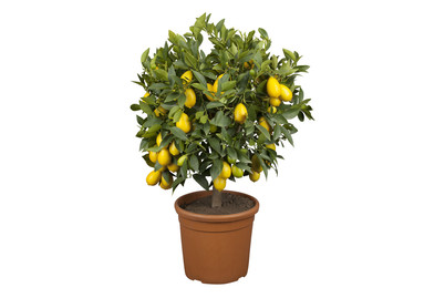 Image of Kumquat(Citrus japonica), Topfgrösse Ø20cm bei JUMBO
