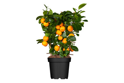 Image of Calamondin(Citrofortunella microcarpa), Topfgrösse Ø20cm bei JUMBO